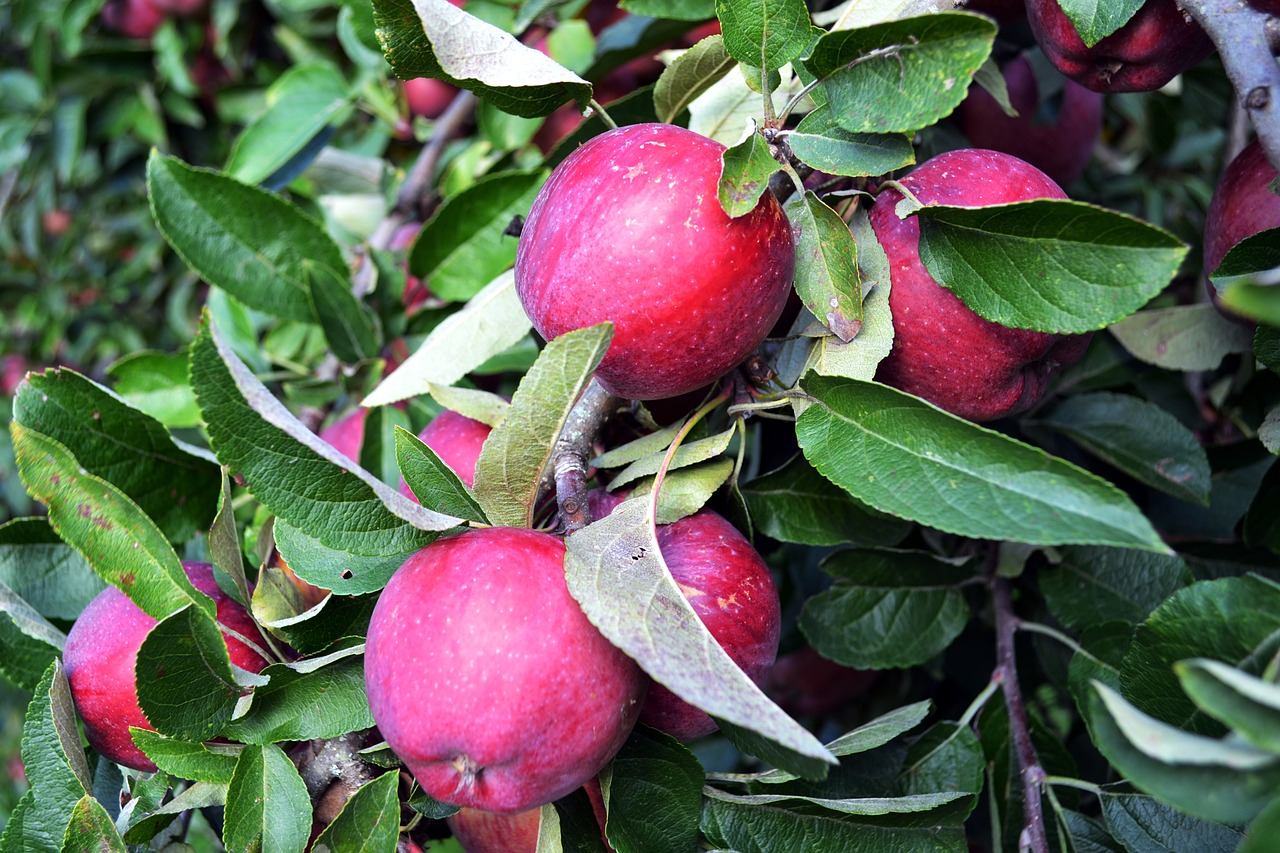 red apple apple fruit free photo