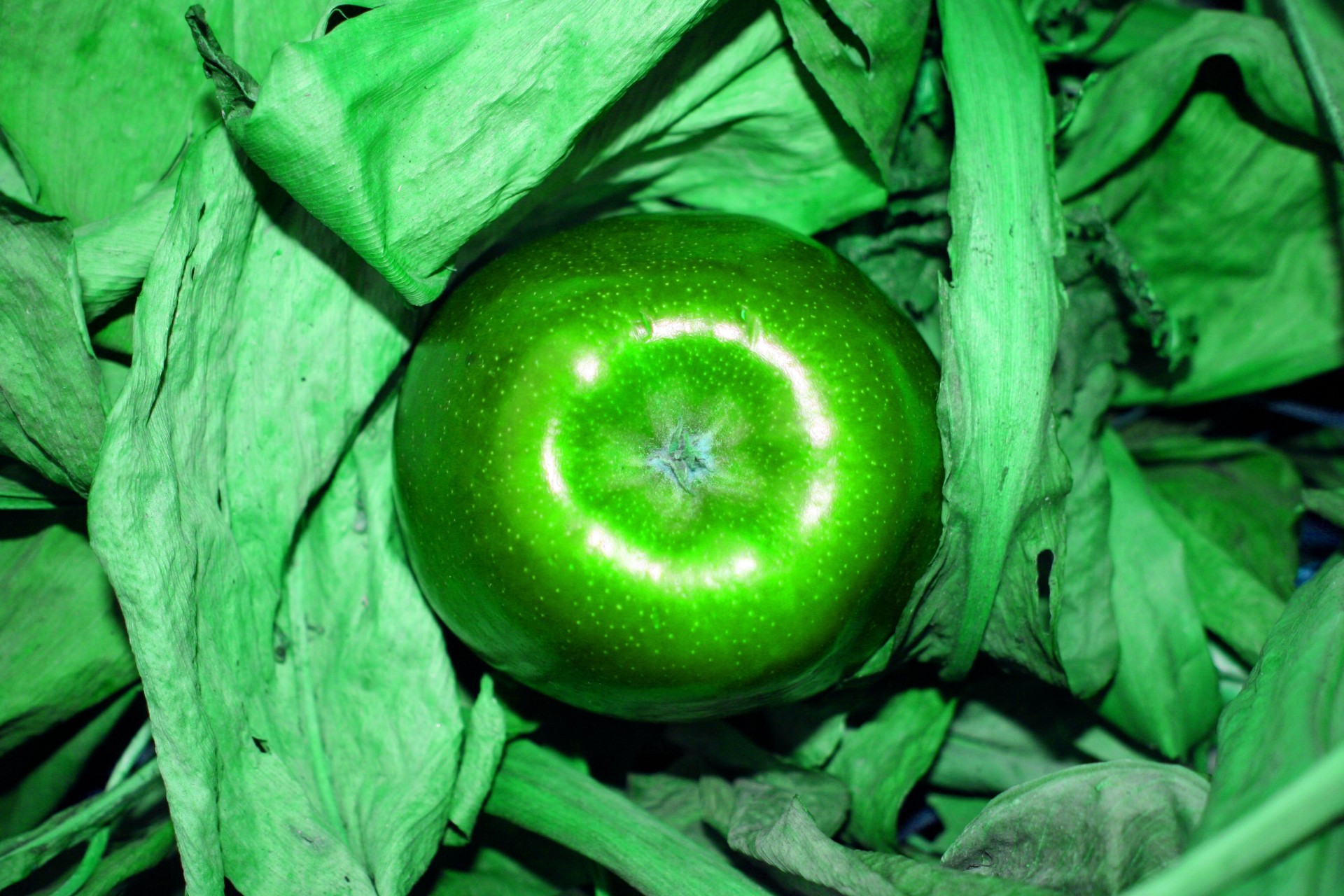 apple green effect free photo