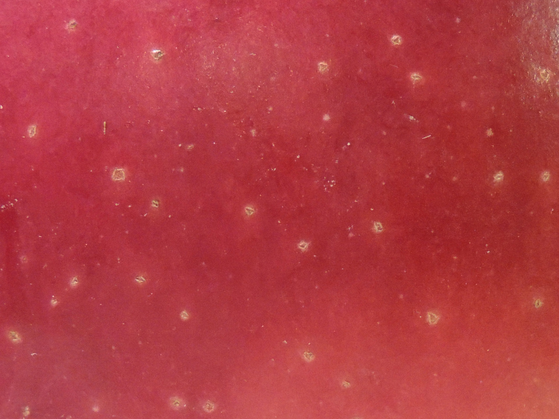 red apple fruit free photo