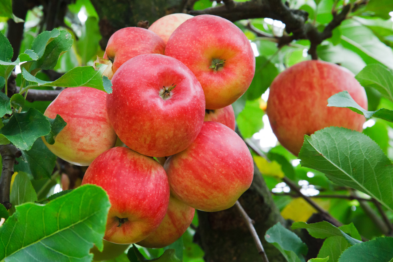 apple autumn branch free photo