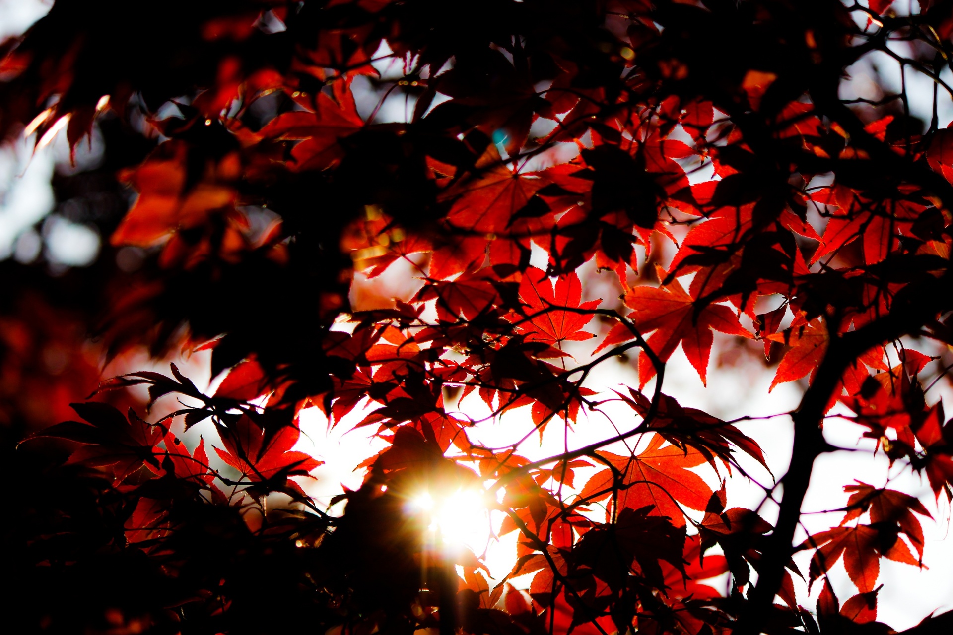 red nature sun free photo