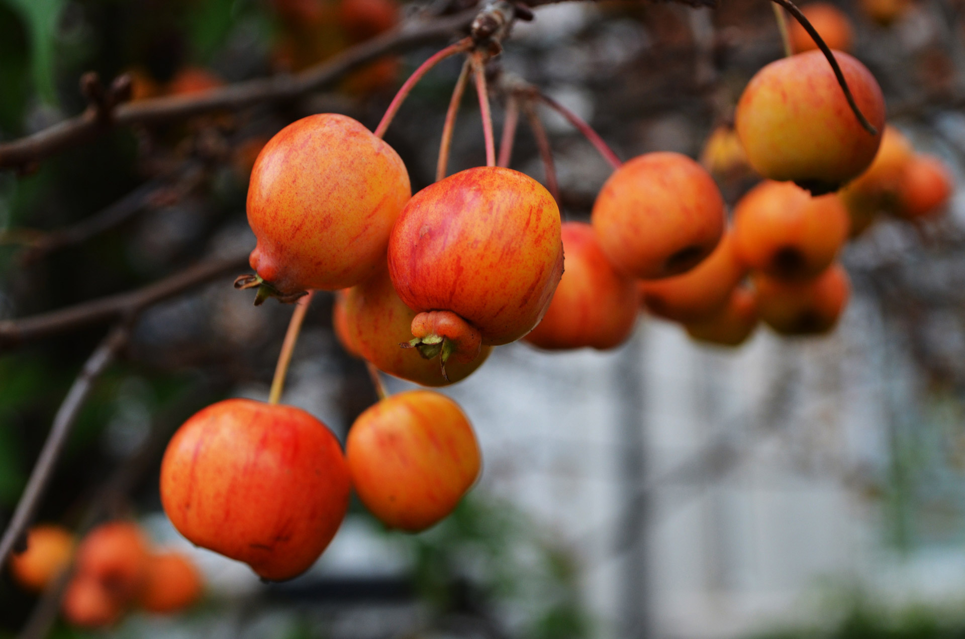 apple autumn branch free photo