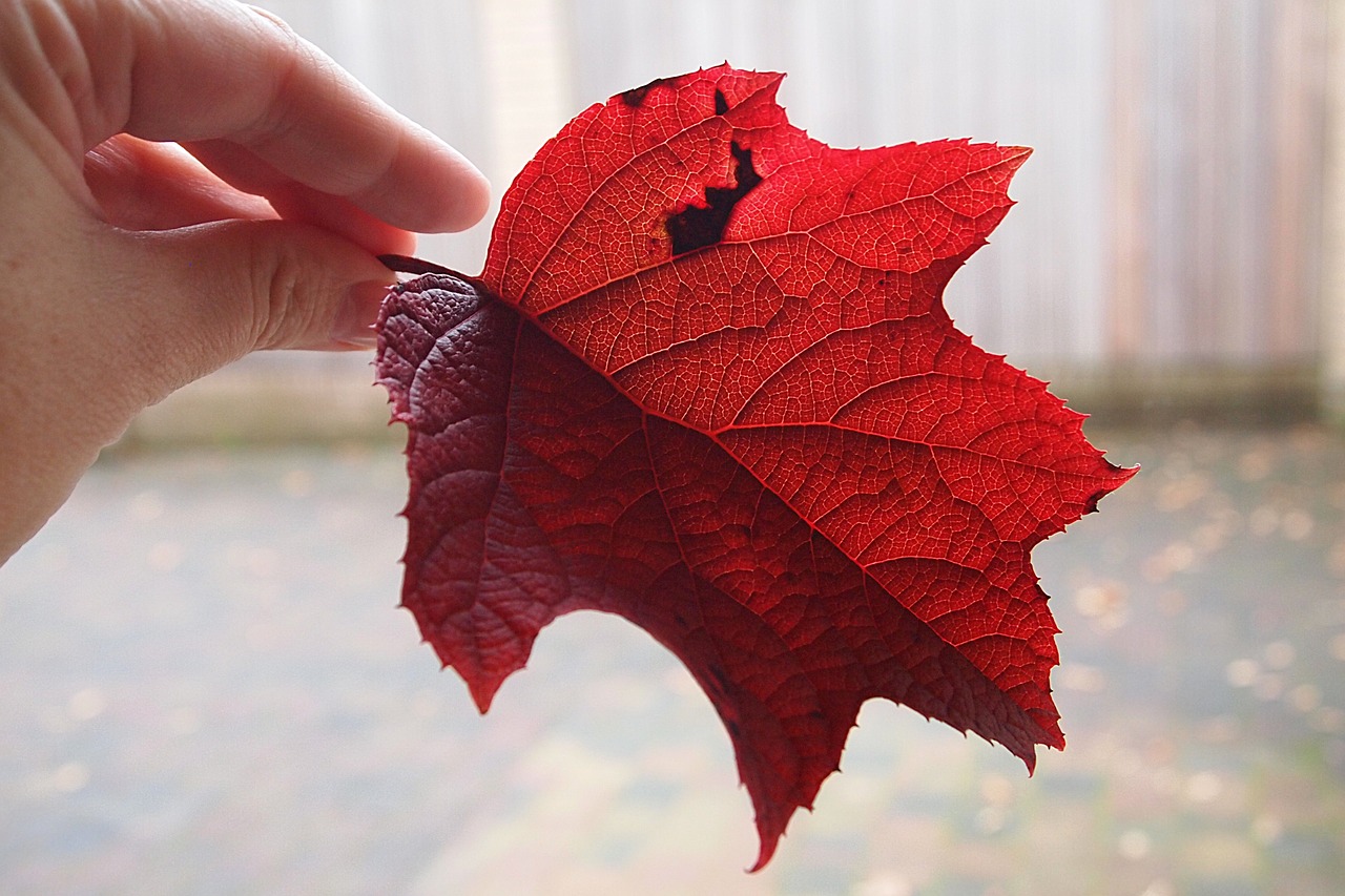 red autumn leaf hand fingers free photo