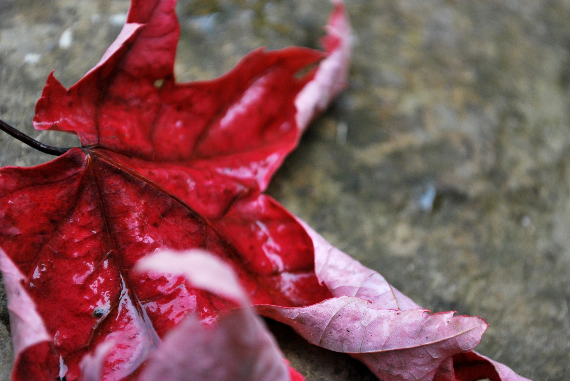 red fall leaf free photo