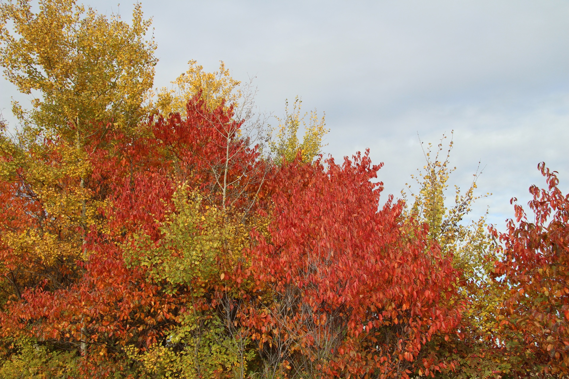 red autumn leaves free photo