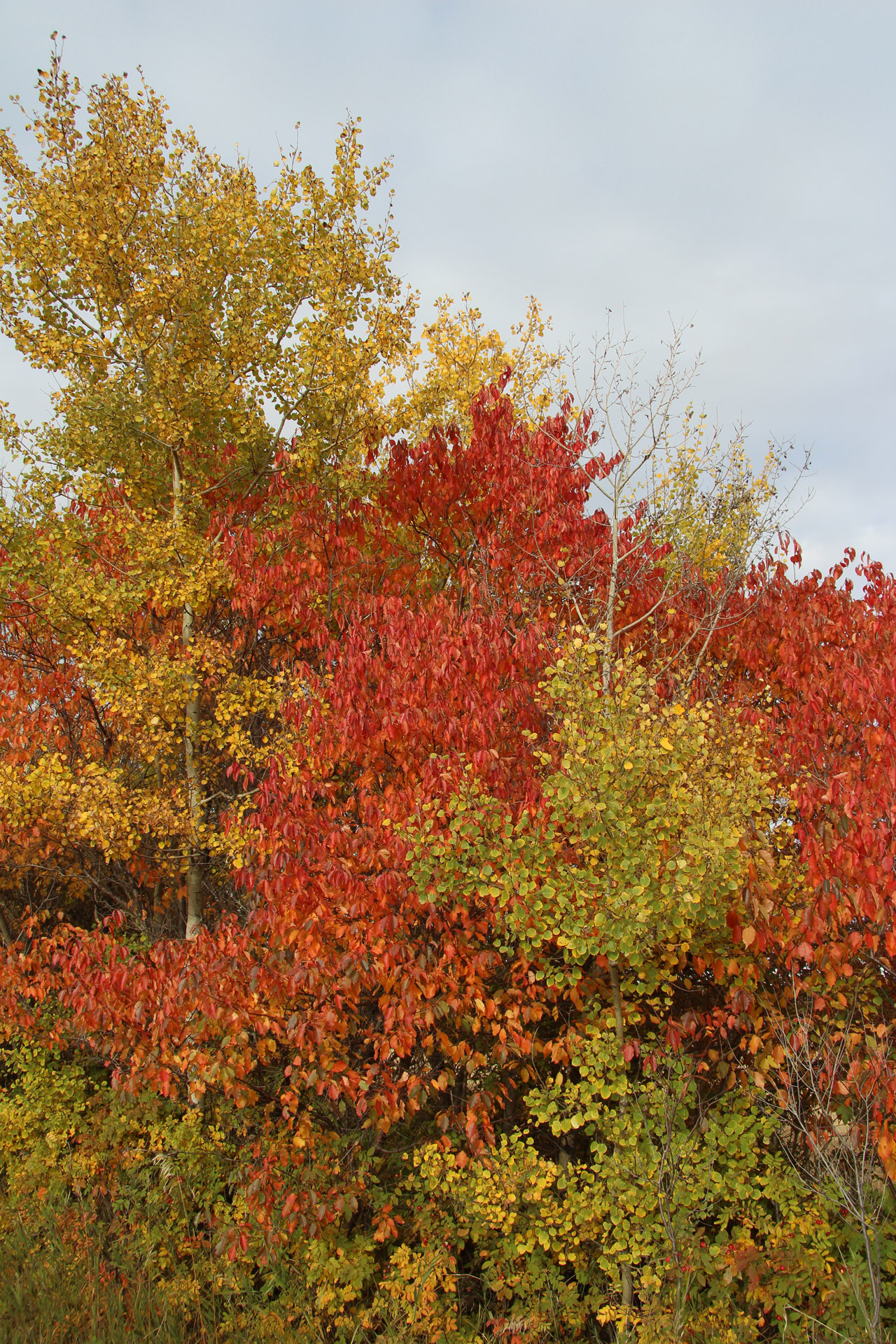 red autumn leaves free photo