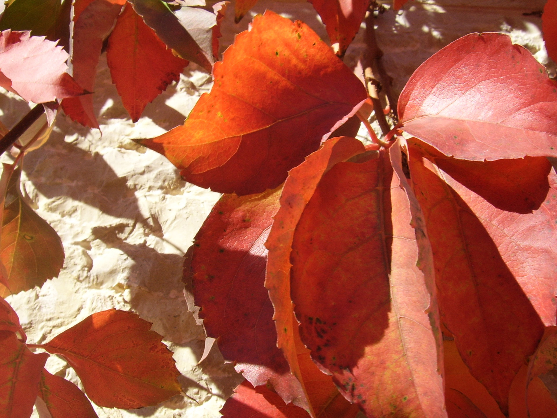 autumn fall leaves free photo