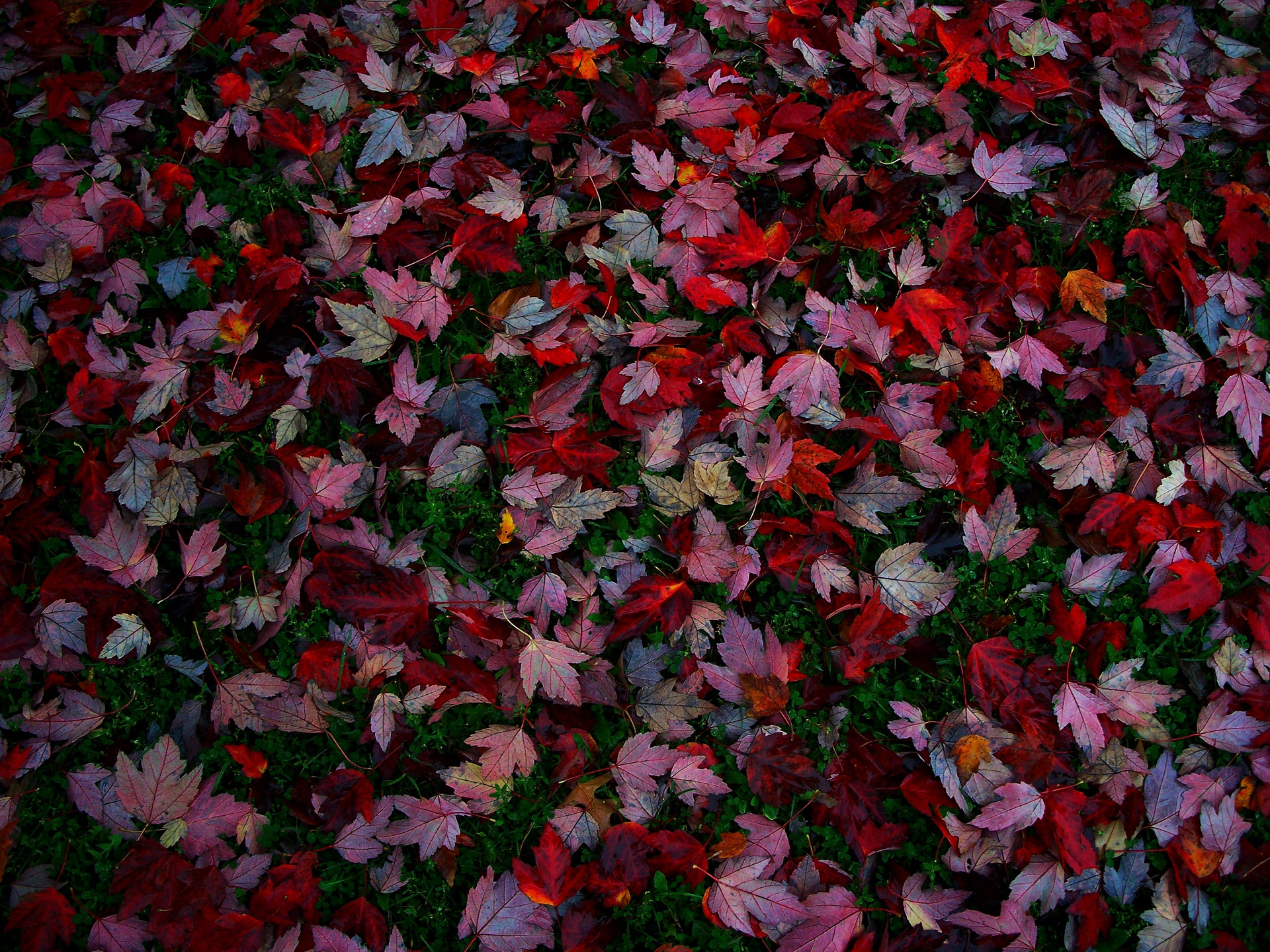 leaves autumn red autumn free photo