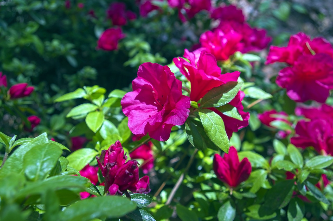 red azalea  blossoms  azalea free photo