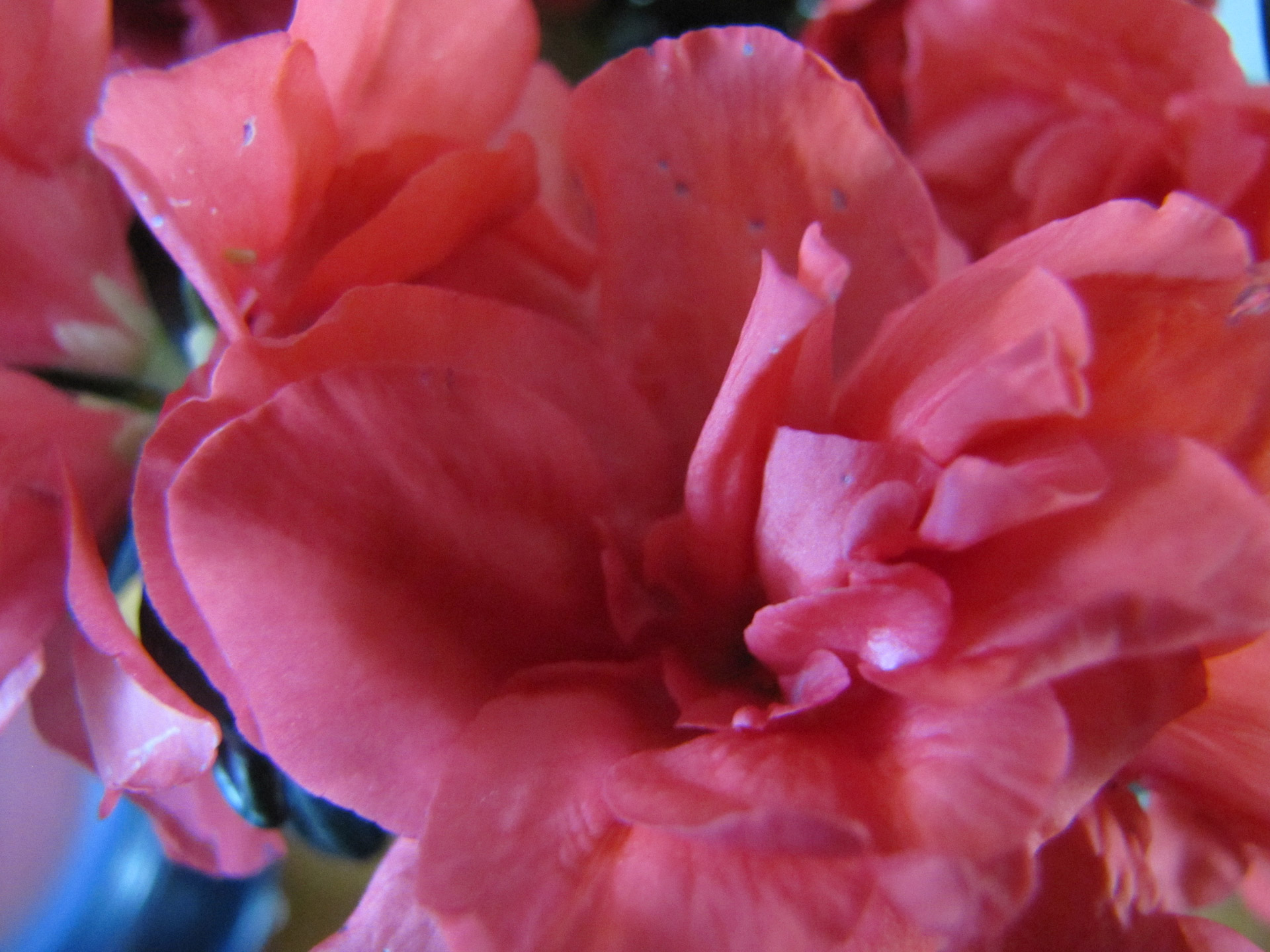 azalea plants flowers free photo