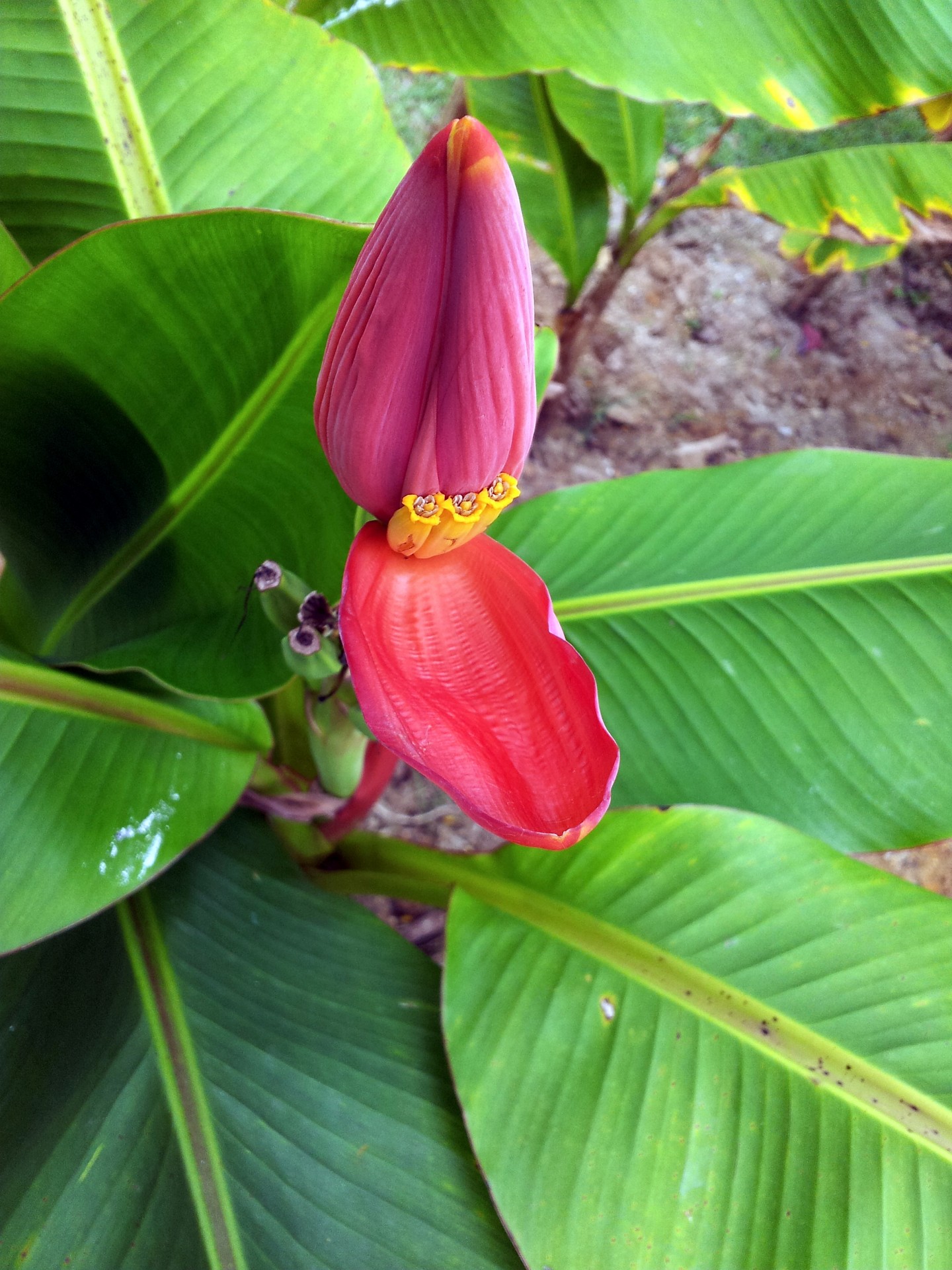 red banana flower free photo