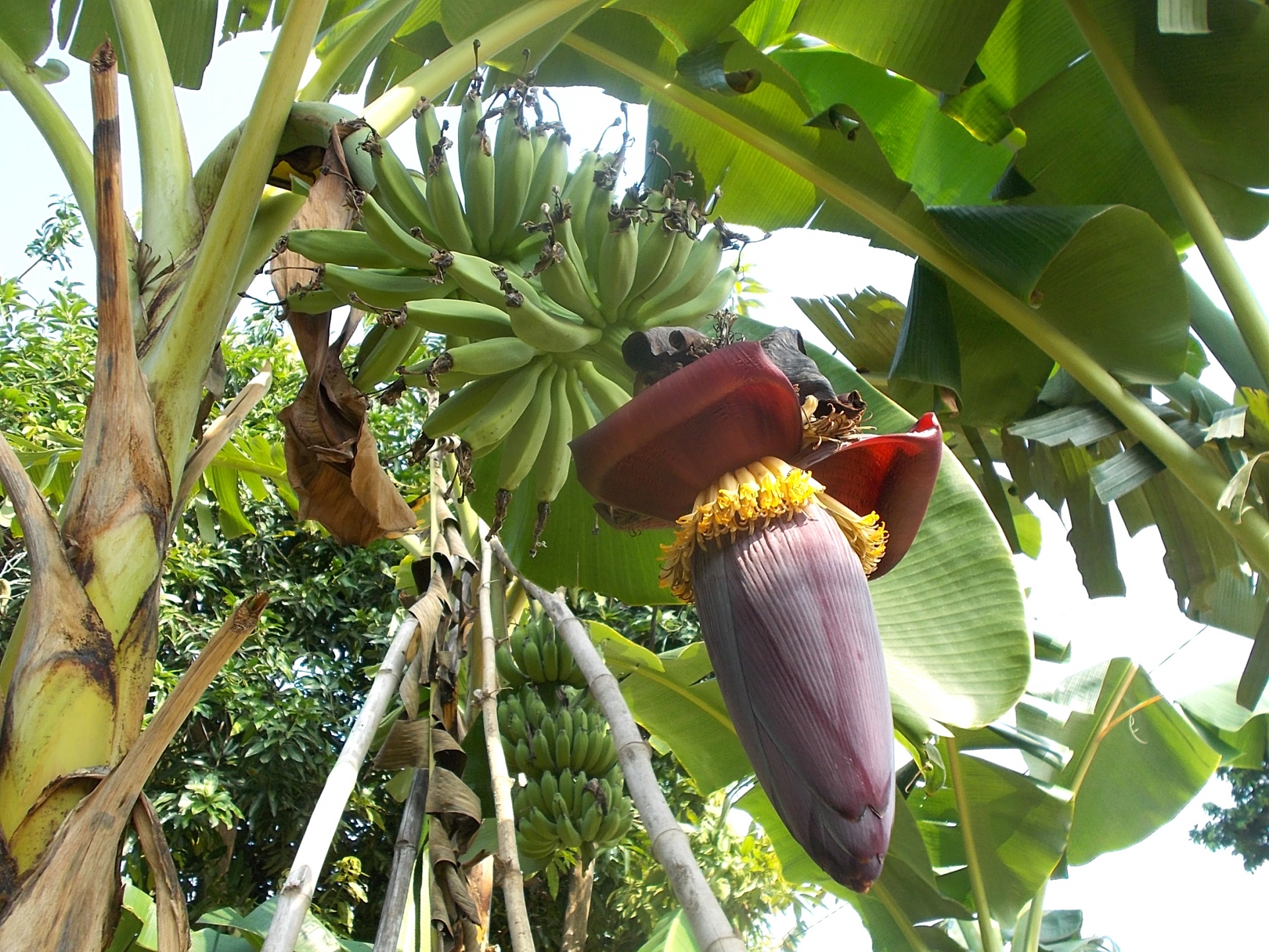 red banana bananas free photo