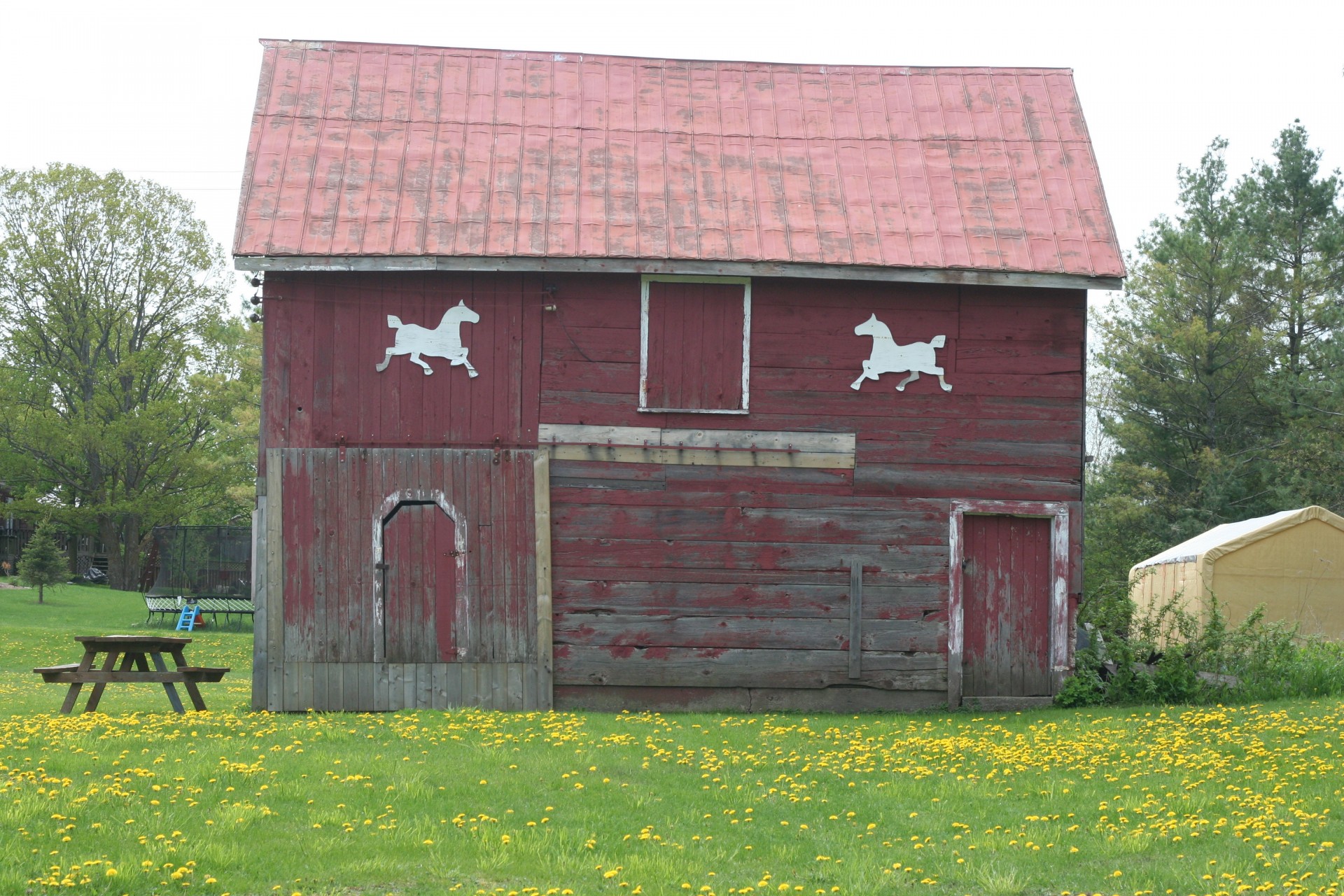 old red barn white horse silhouette dandelions free photo