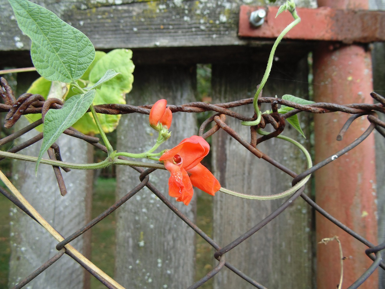 red bean flower wallpaper fence free photo