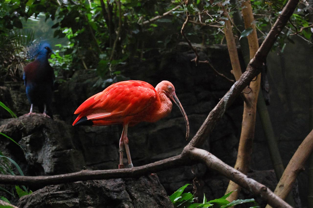 red bird red beautiful bird free photo