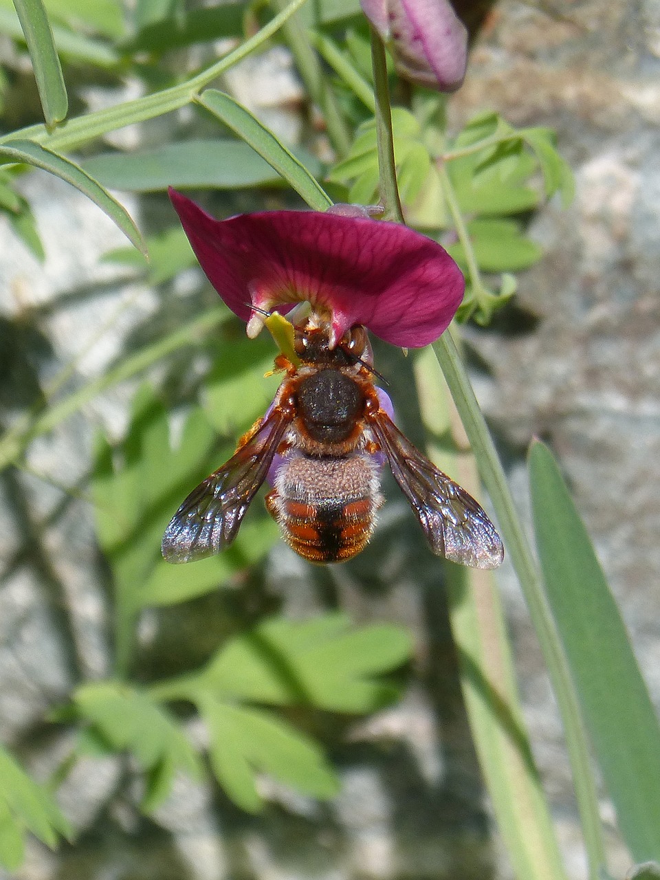 red bee rhodanthidium sticticum libar free photo