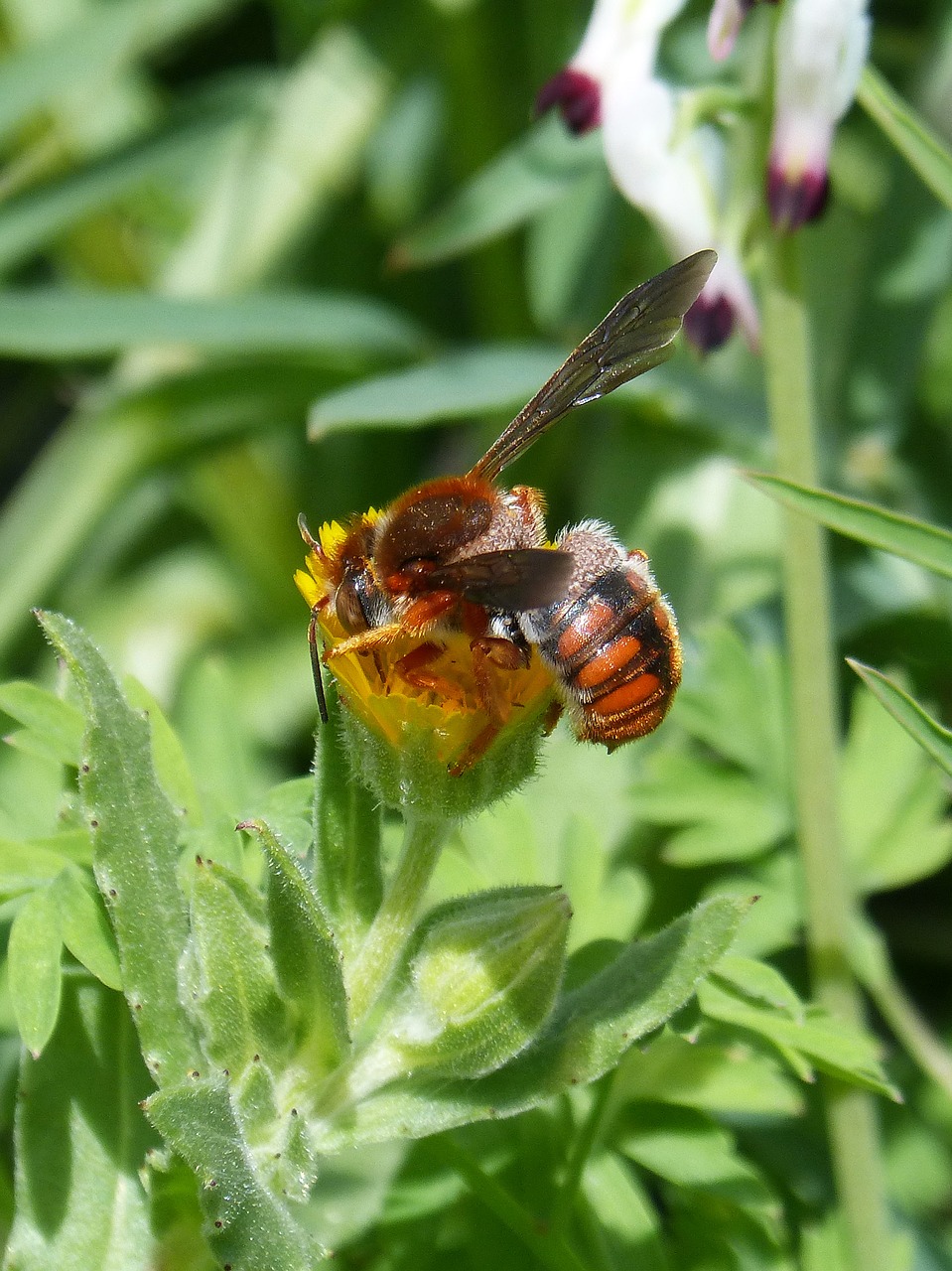red bee rhodanthidium sticticum libar free photo