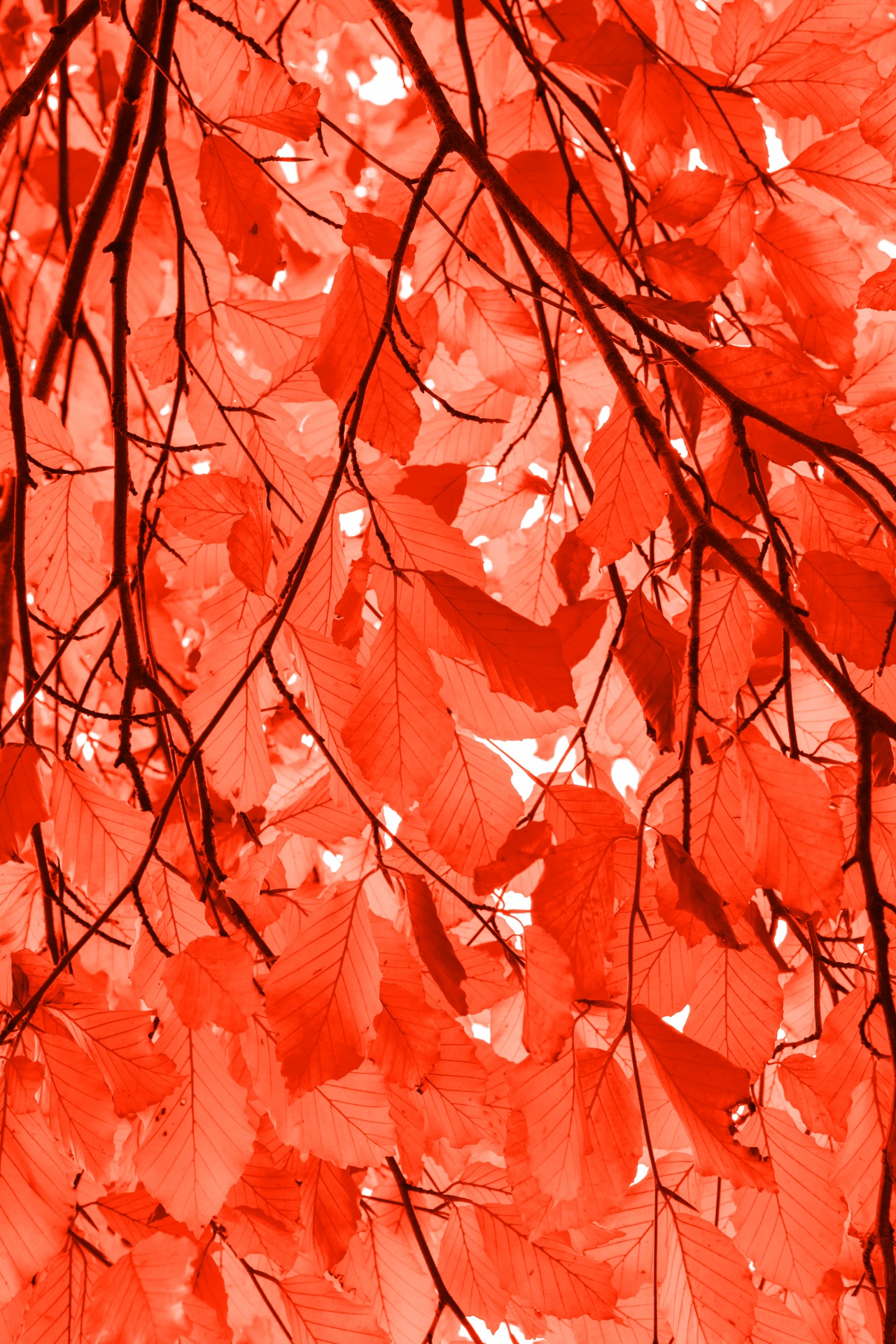 autumn autumnal background free photo