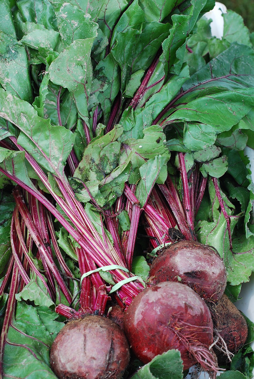 red beets red purple free photo