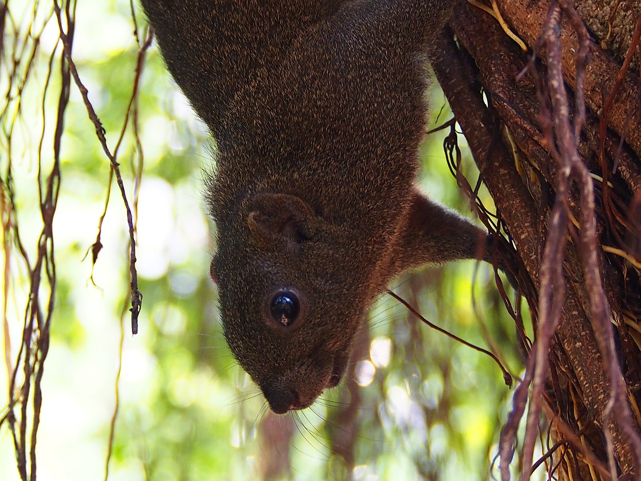 red-bellied squirrel thieves free photo