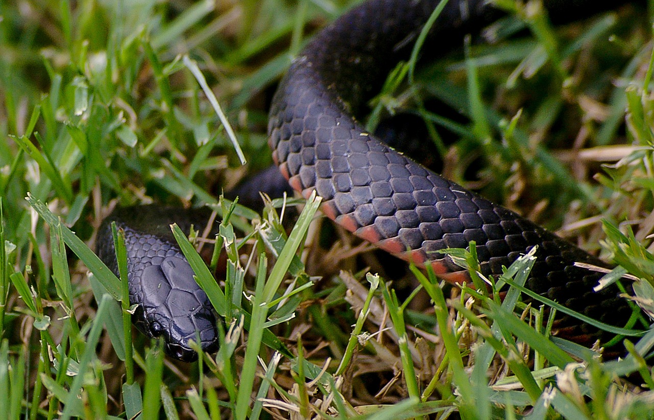 red bellied black snake coiled grass free photo