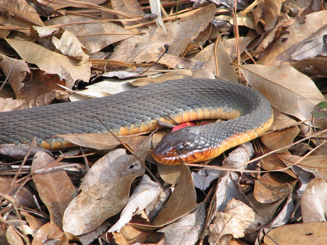 red bellied watersnake nonvenomous ground free photo