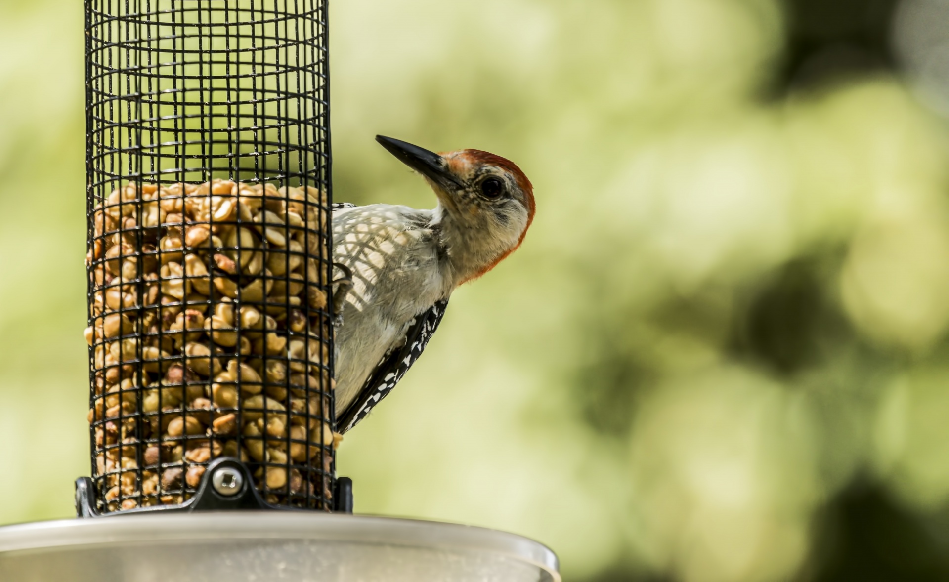 feeder red bellied woodpecker bird free photo