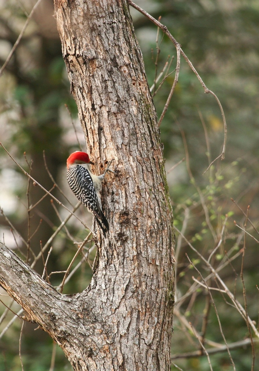 red bellied woodpecker bird wildlife free photo