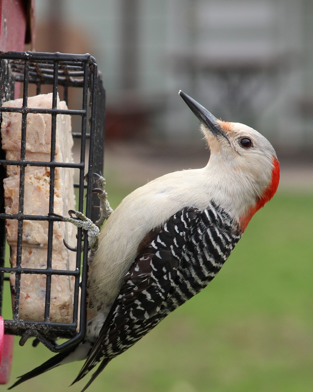 red bellied woodpecker feeder woodpecker free photo