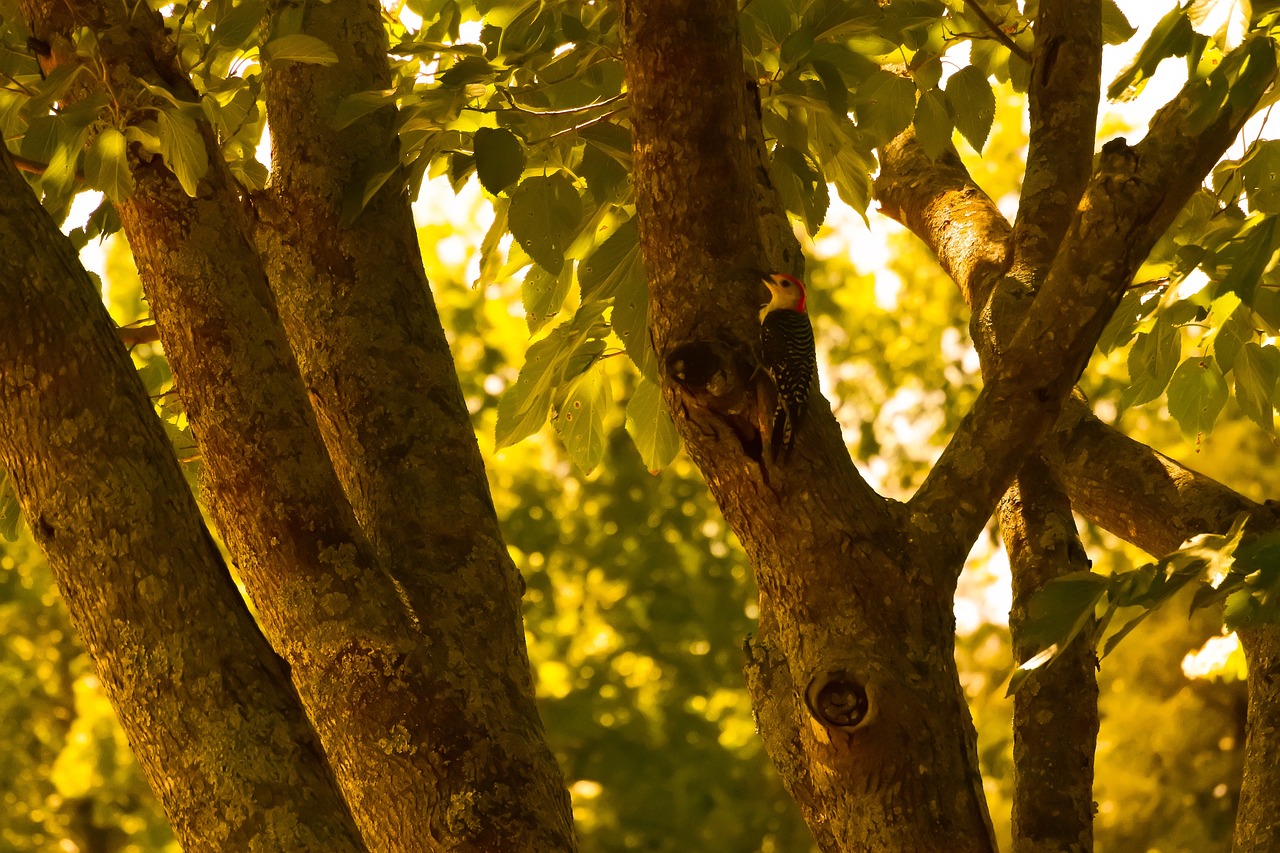 red-bellied woodpecker nature landscape free photo