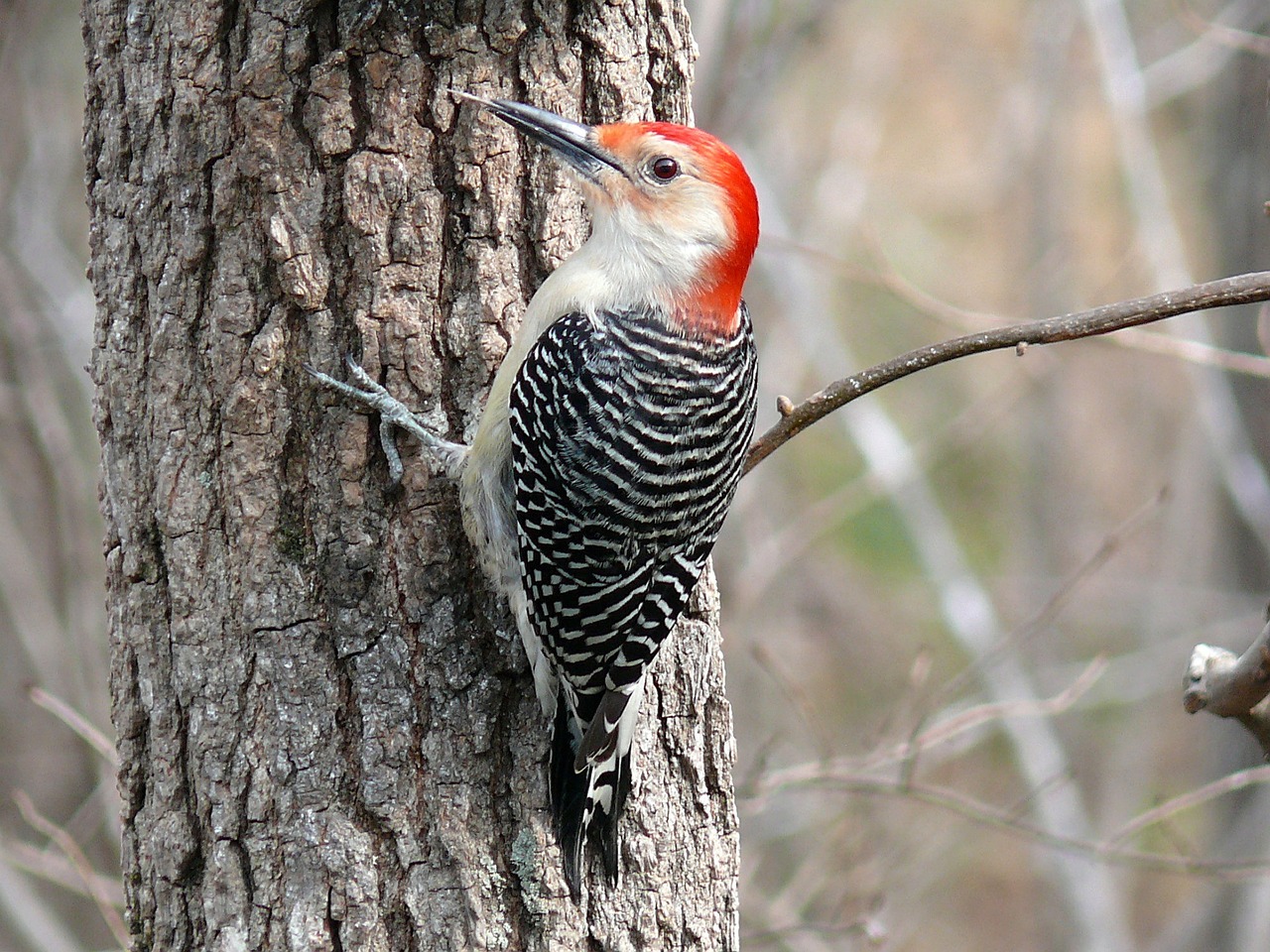 red bellied woodpecker bird tree free photo