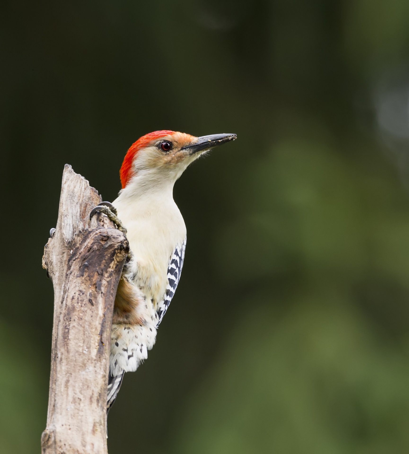 red bellied woodpecker bird male free photo