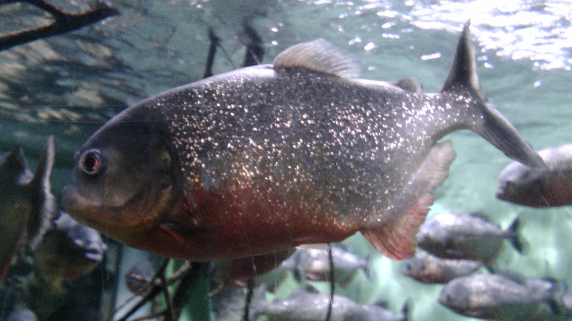 piranha red belly free photo