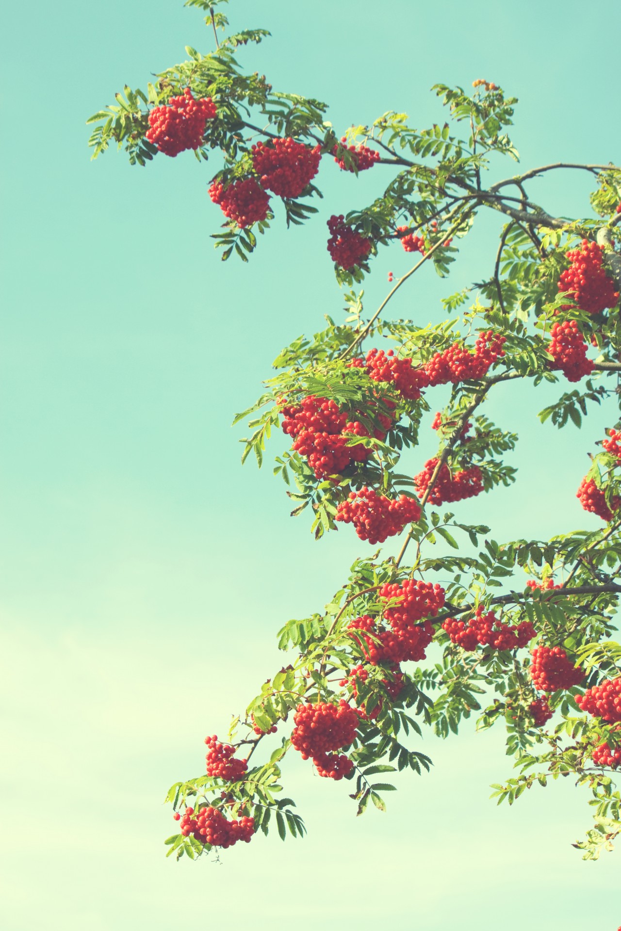 berries red tree free photo