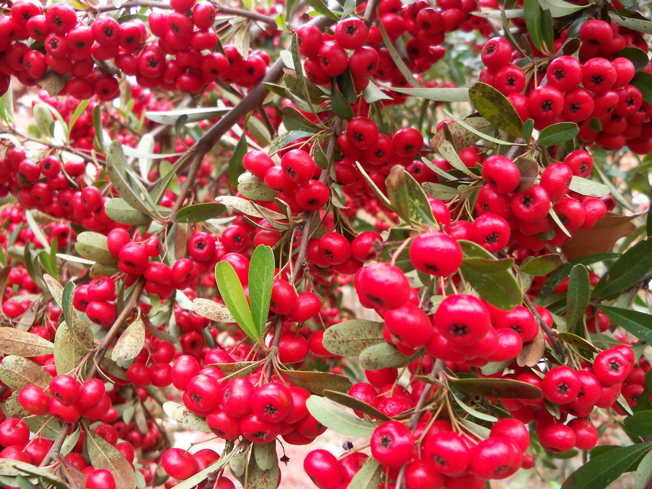 berries red berries free pictures free photo