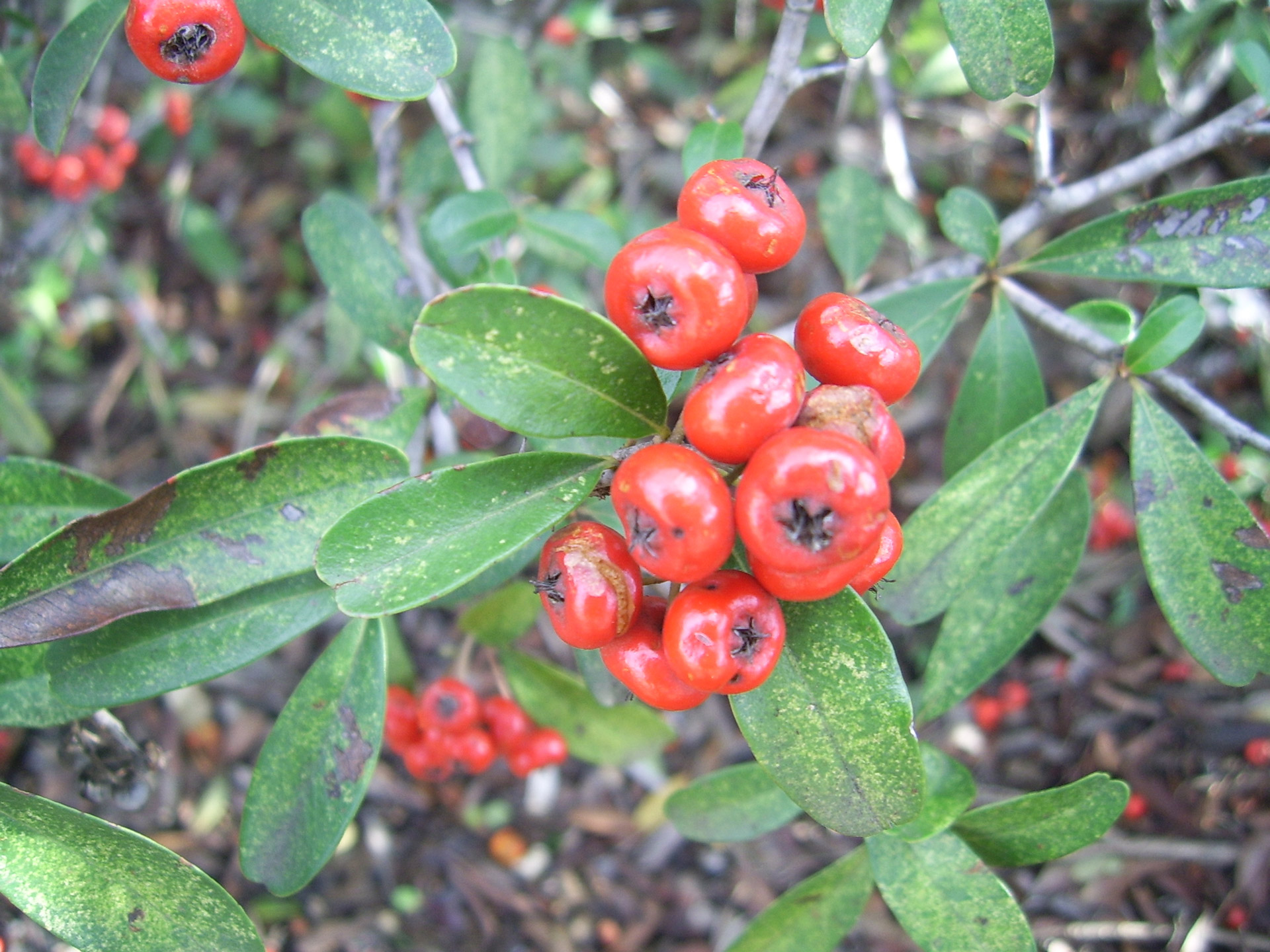 red berries birds free photo