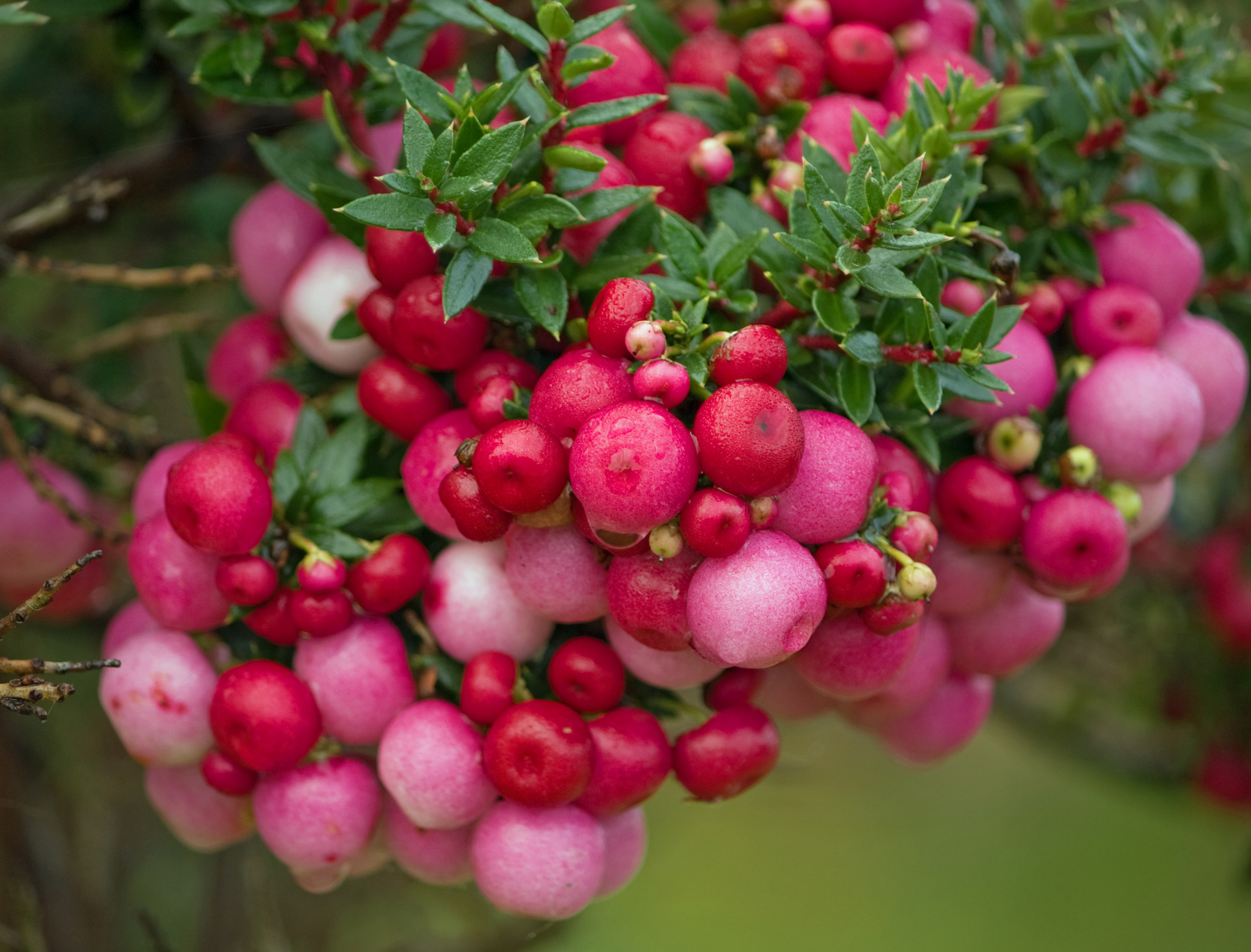 berry berries red free photo