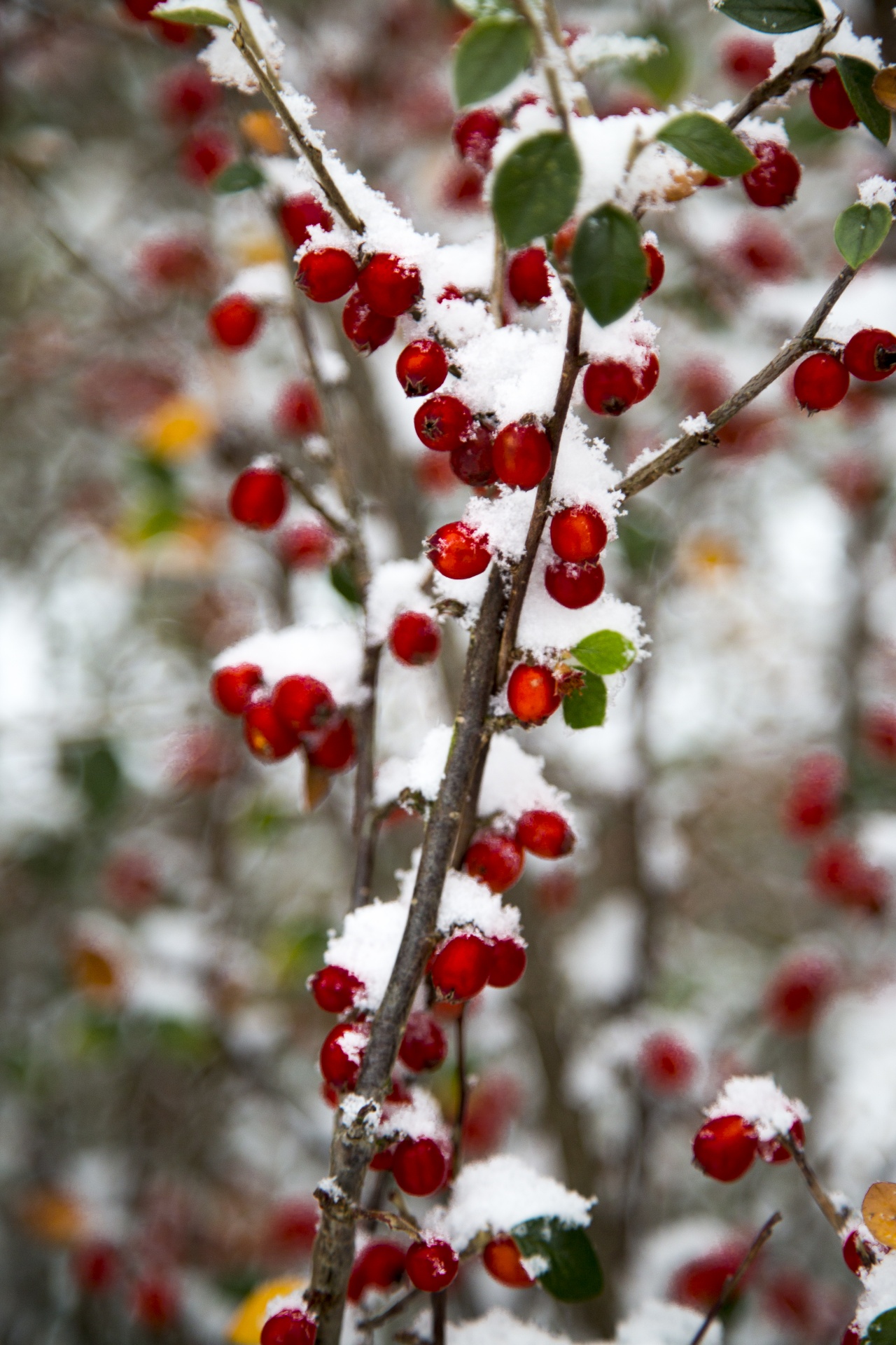 snow branch - plant part macro photography free photo