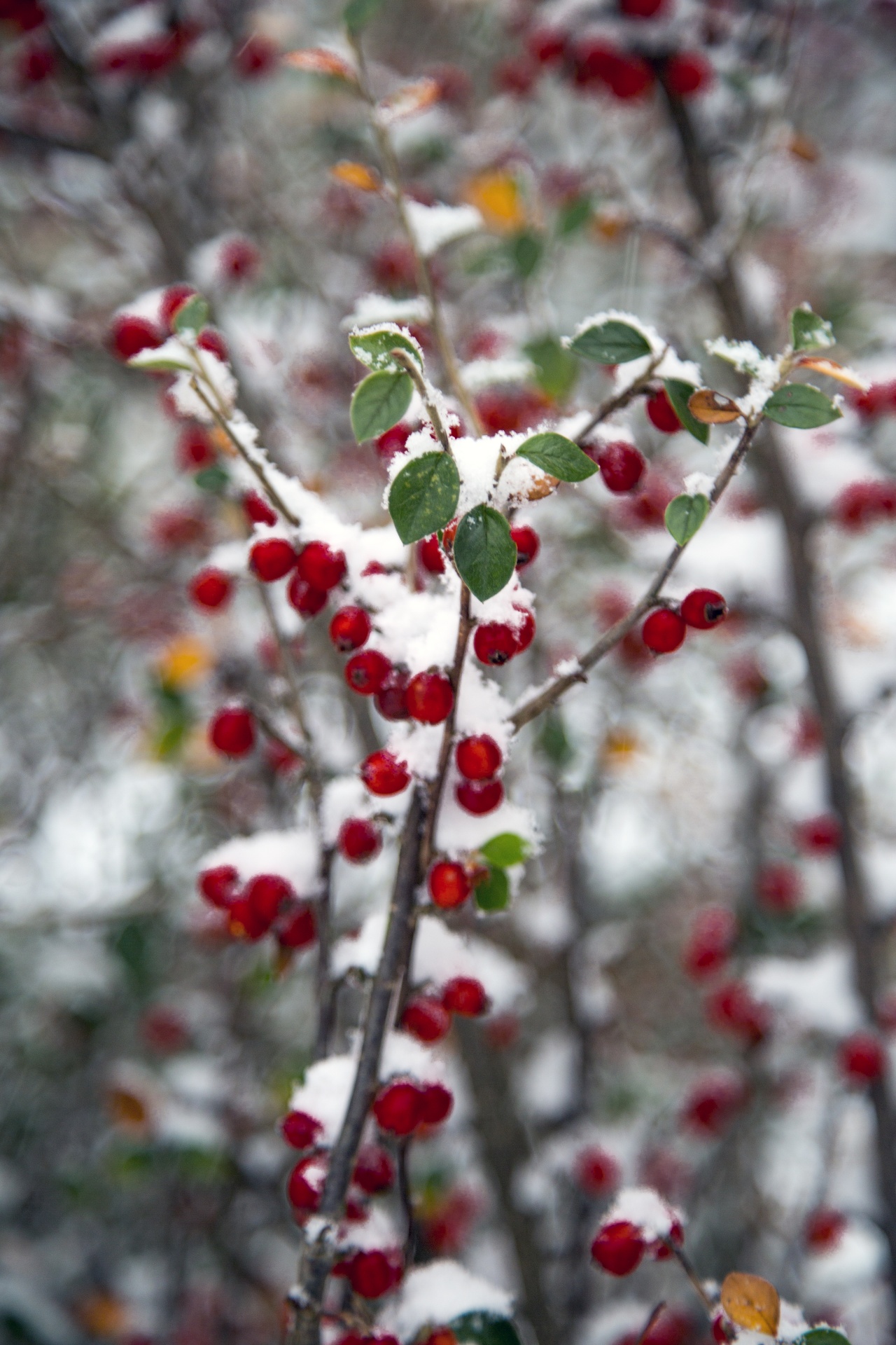 snow branch - plant part frost free photo