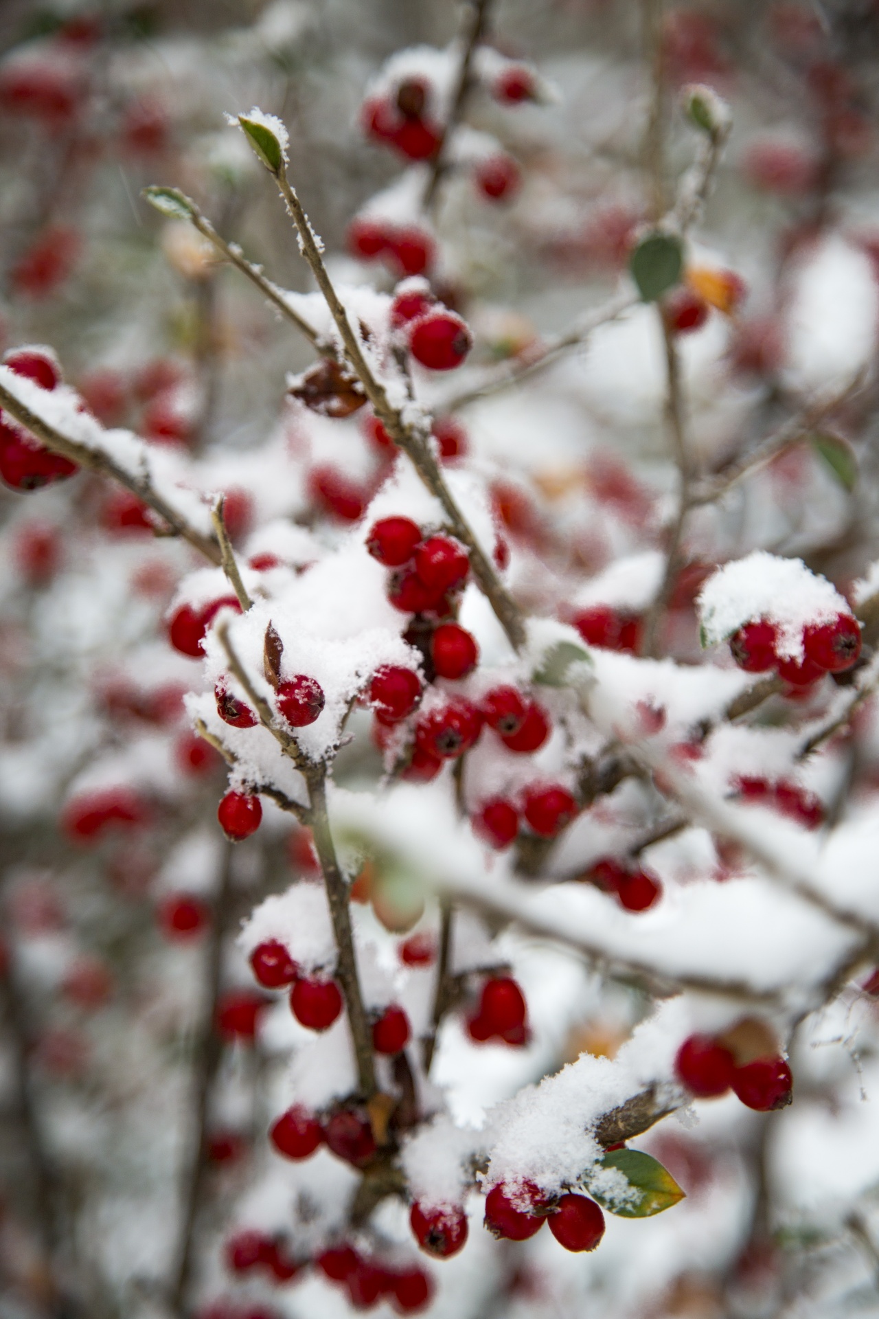 snow branch - plant part frost free photo