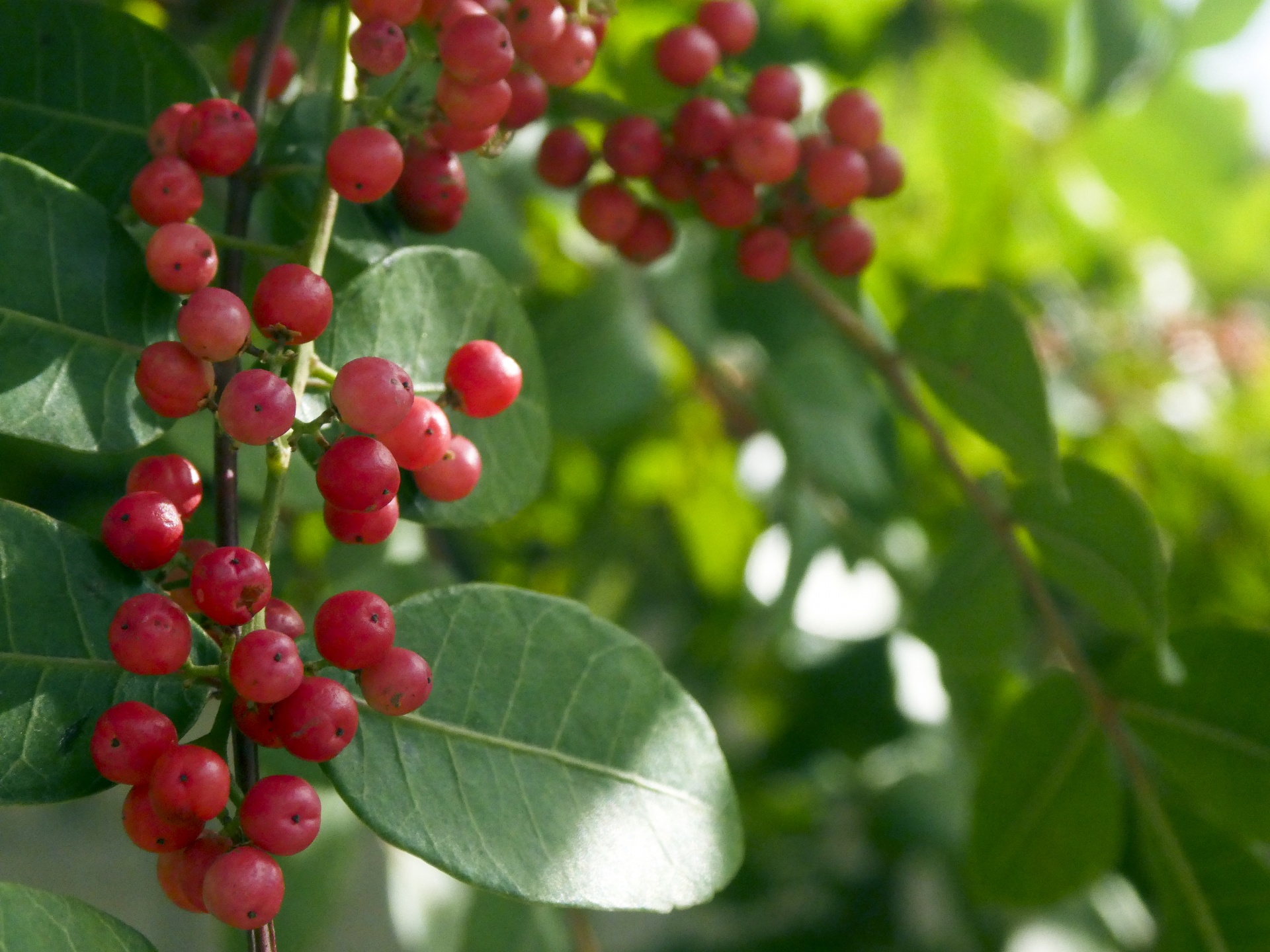 What Is this Berry? - Missouri Poison Center