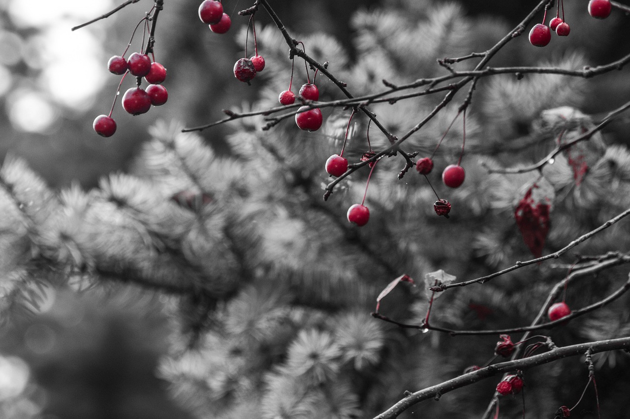 red berries pine tree winter free photo