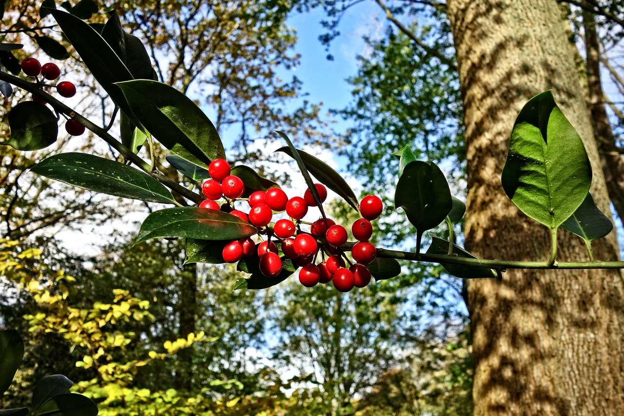 red berries berry branch free photo