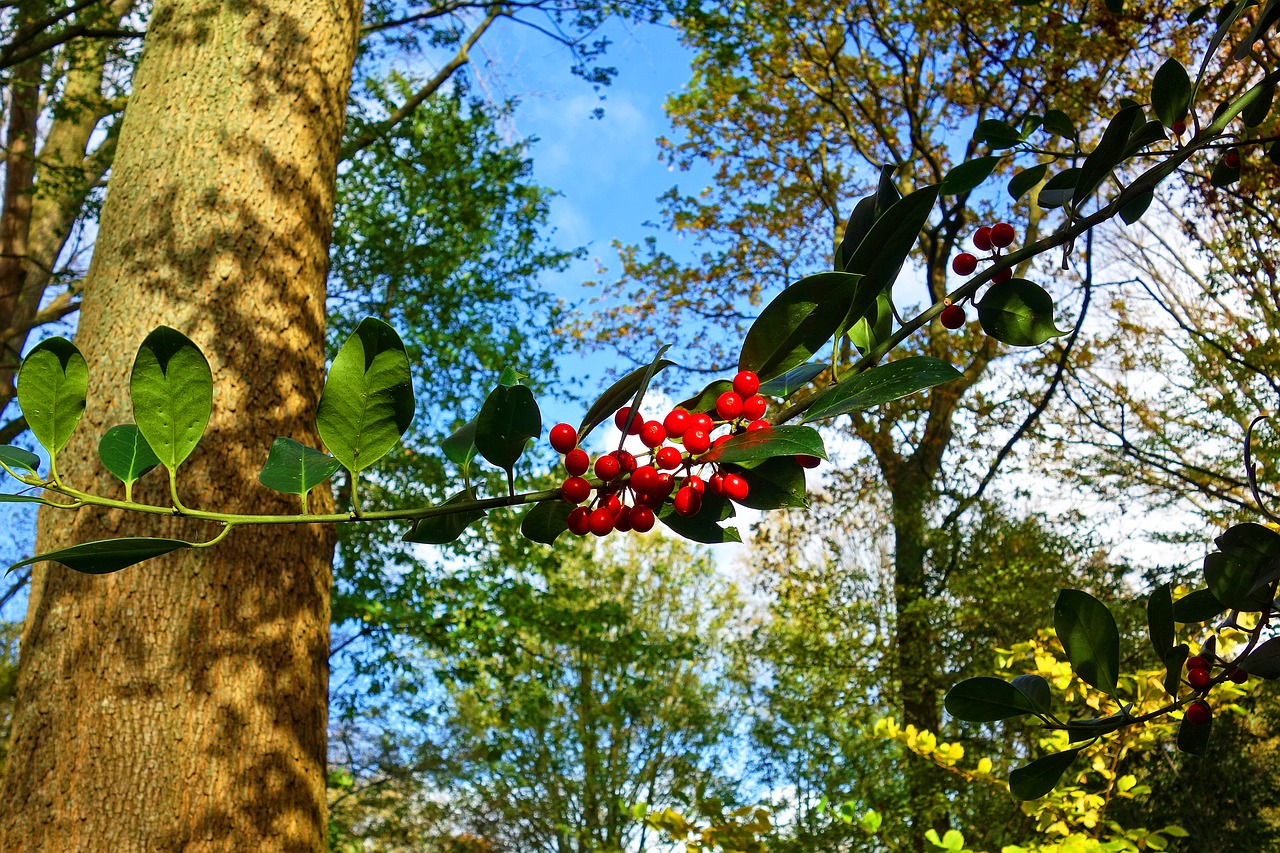 red berries berry bough free photo