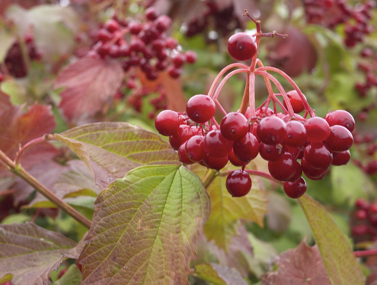 red berries nature plant free photo