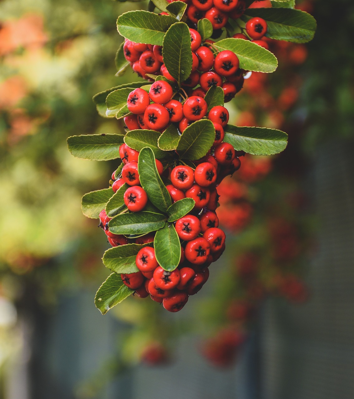 red berries  greenery  leaves free photo