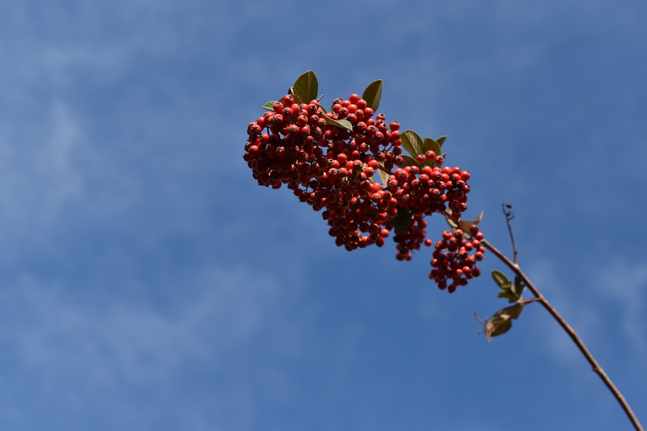 red berries  cotoneaster  plants free photo