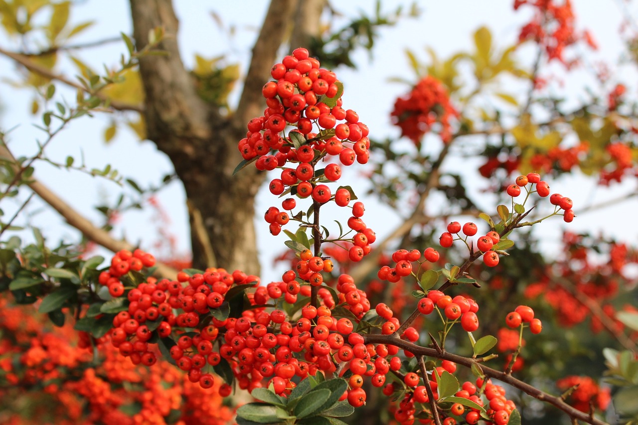 red berries fruit harvest free photo