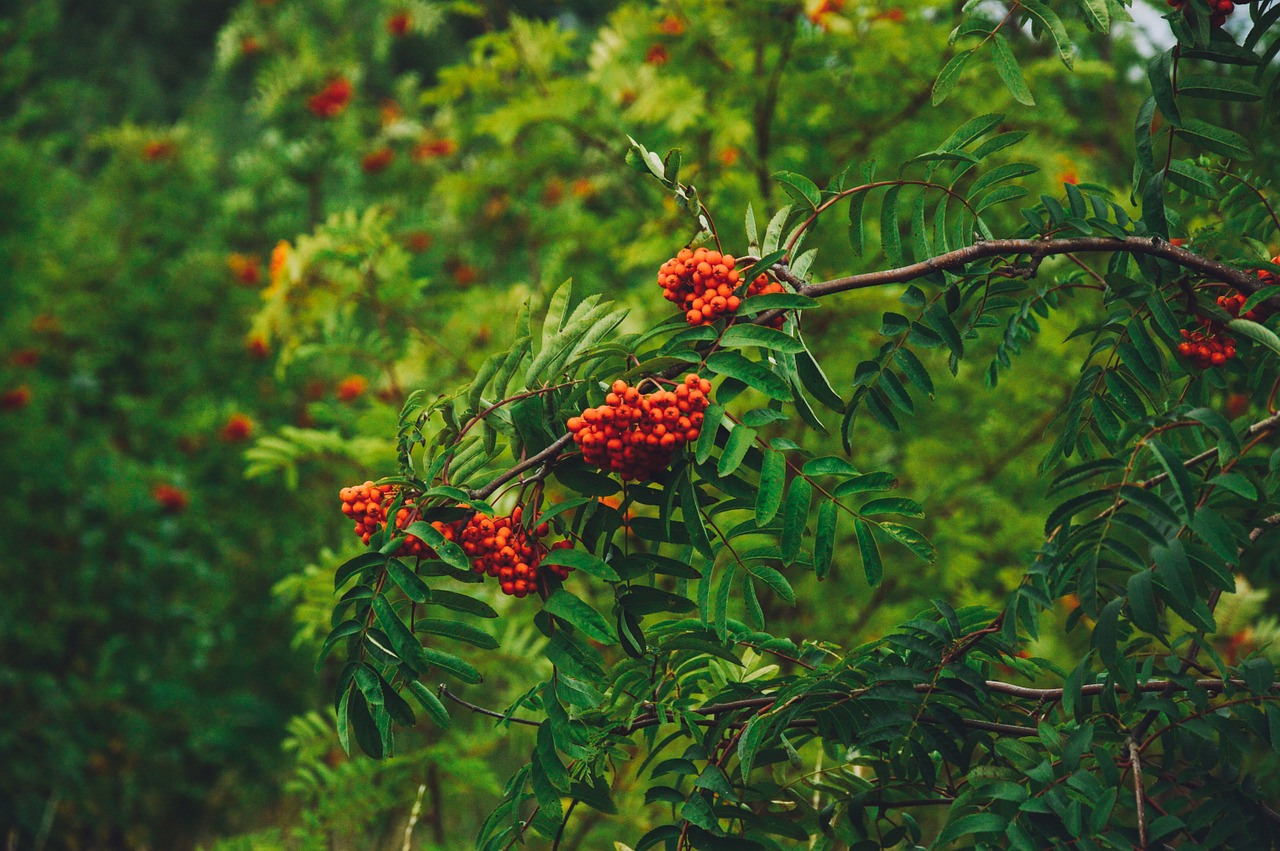 red berries garden park free photo