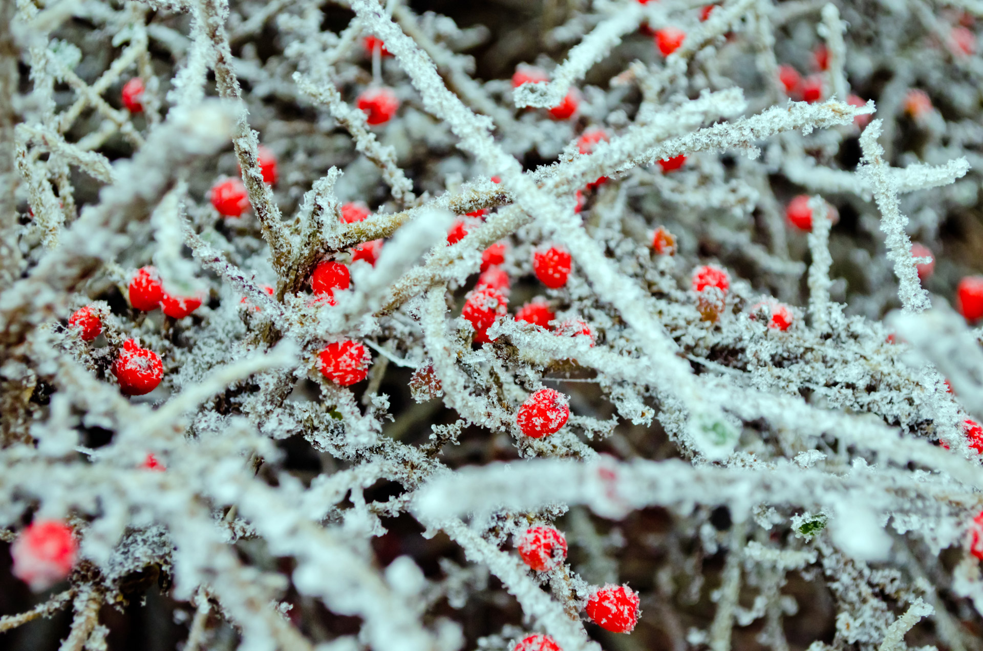 red berries macro free photo